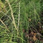 Equisetum telmateia Hoja