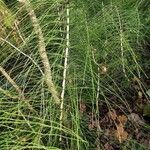 Equisetum telmateia Лист