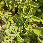 Salvia fruticosa Φύλλο