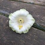 Cobaea scandens Flower