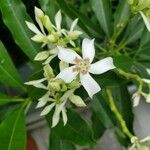 Cerbera manghas Blüte