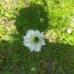 Nigella damascenaBlüte