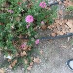 Verbena rigida Flower