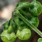 Solanum chenopodioides Frukto