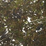 Pachylobus pubescens Frukto