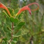 Adenanthos obovatus फूल