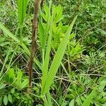 Lathyrus annuus Leaf