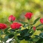 Rosa cinnamomea Blüte