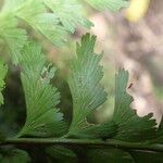 Asplenium lividum Листок