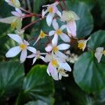 Begonia obliqua Blüte