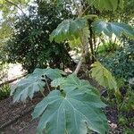 Tetrapanax papyrifer 形态