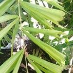 Caryota mitis Leaf