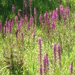 Pedicularis groenlandica Habitatea