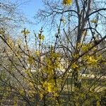 Forsythia suspensa Цветок