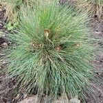 Festuca glaucaLeaf