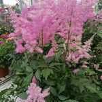 Astilbe rubra Blomst