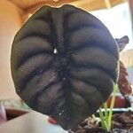 Alocasia cuprea List