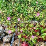 Geranium lucidum Leaf