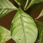 Psychotria cupularis Blatt