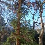 Cryptomeria japonica Habitat