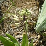 Bellevalia ciliata 整株植物