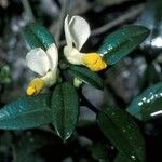 Polygala chamaebuxus Flower