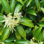 Illicium verum Flower