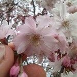 Prunus × subhirtellaFlower