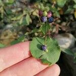 Persicaria perfoliata फल