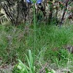 Agapanthus praecox অভ্যাস