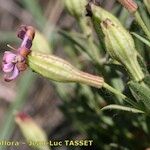 Silene vallesia Flors