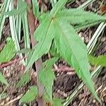 Hibiscus coccineus Leaf