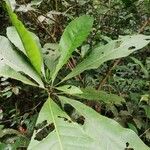 Anthocleista schweinfurthii पत्ता