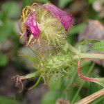 Heterotis rotundifolia Frutto