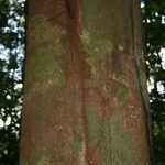 Vouacapoua americana Bark