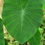 Colocasia esculentaFulla