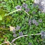 Globularia cordifolia Habit