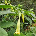 Brugmansia × candidaFlower