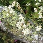 Galium boreale 花