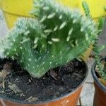 Opuntia triacanthos List