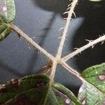Rubus bracteatus 葉