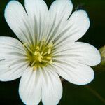 Cerastium alpinum Çiçek