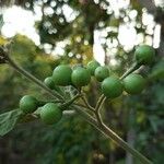 Solanum rudepannum Vrucht