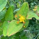 Hypericum androsaemum Ліст