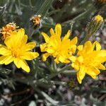 Crepis modocensis Flower