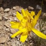 Gelasia hirsuta Flower