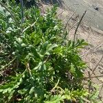 Pycnocomon rutifolium Hoja