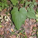 Dioscorea brachybotrya Elinympäristö