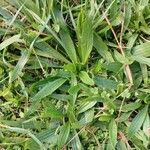 Plantago lanceolata ᱛᱟᱦᱮᱸ