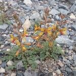 Hoffmannseggia glauca Habit